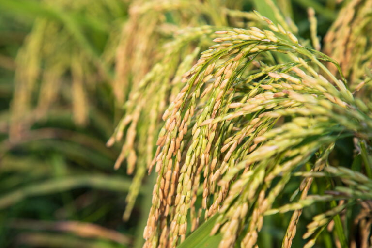 Benefits to Farmer by Turning Paddy Cultivation in to Carbon Farming in India