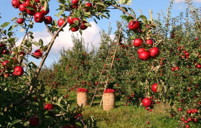 Prospective of orchard development as carbon farming in India