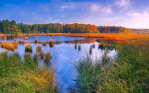 Read more about the article What is marsh and how it acts as carbon storage