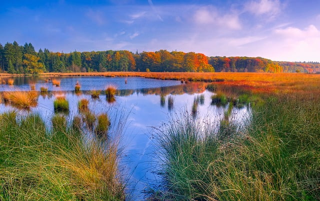What is marsh and how it acts as carbon storage