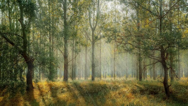 Agroforestry as Carbon Farming in India