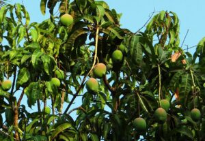 Read more about the article Mango Orchard in India: A Potential Carbon Offset