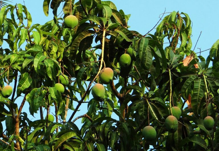 Mango Orchard in India: A Potential Carbon Offset