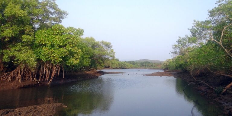 Impact of Sea Level Rise on Indian Mangroves