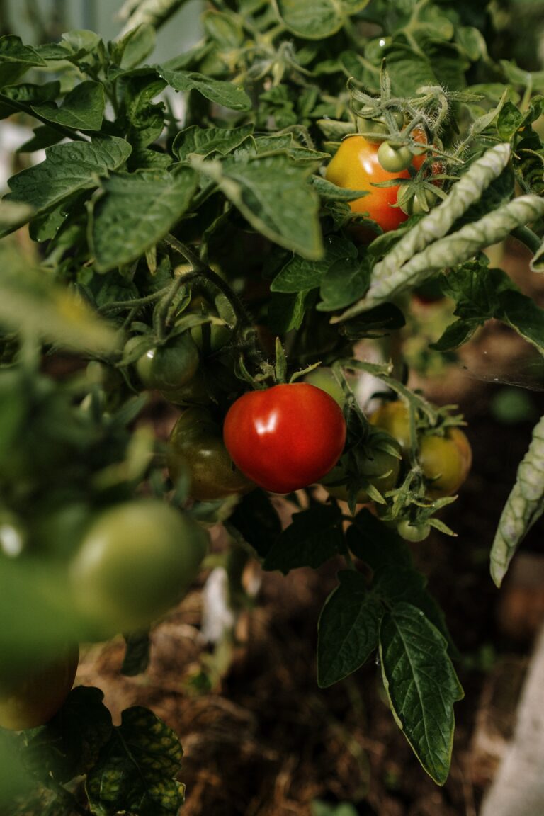 Community Kitchen Gardens for Carbon Credits in India