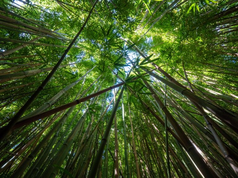 Scope of Bamboo Plantation as a Carbon Offset in India