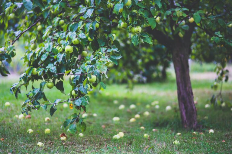Prospectives of Orchard Development as Carbon Credit Project