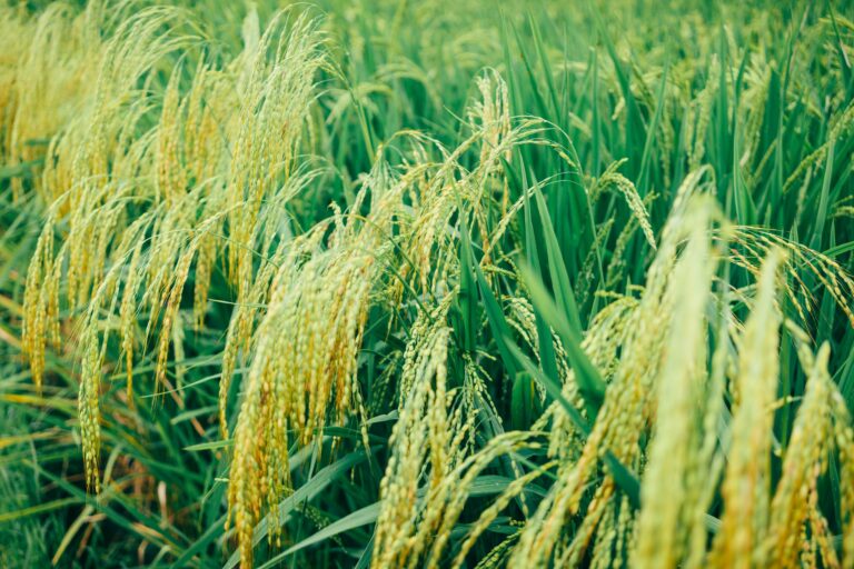 Paddy cultivation as carbon farming in India