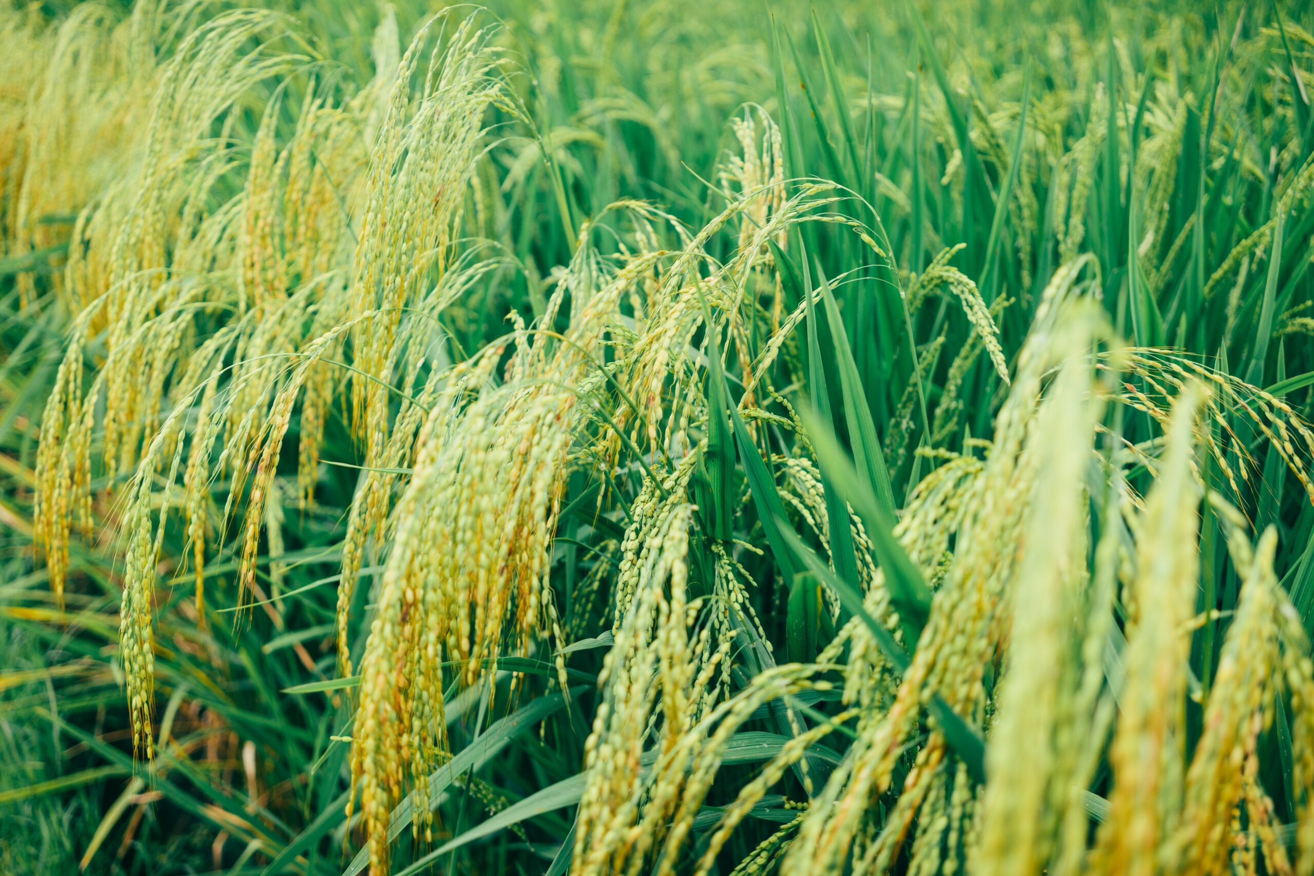 Read more about the article Paddy cultivation as carbon farming in India