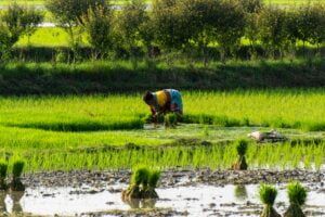 Read more about the article Turning Paddy Cultivation into Carbon Farming in India