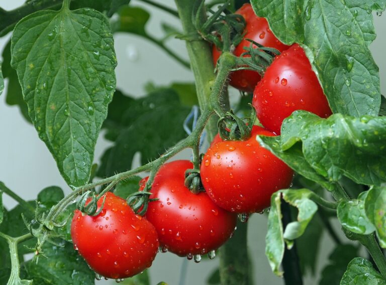 Carbon Farming in Kitchen Gardens